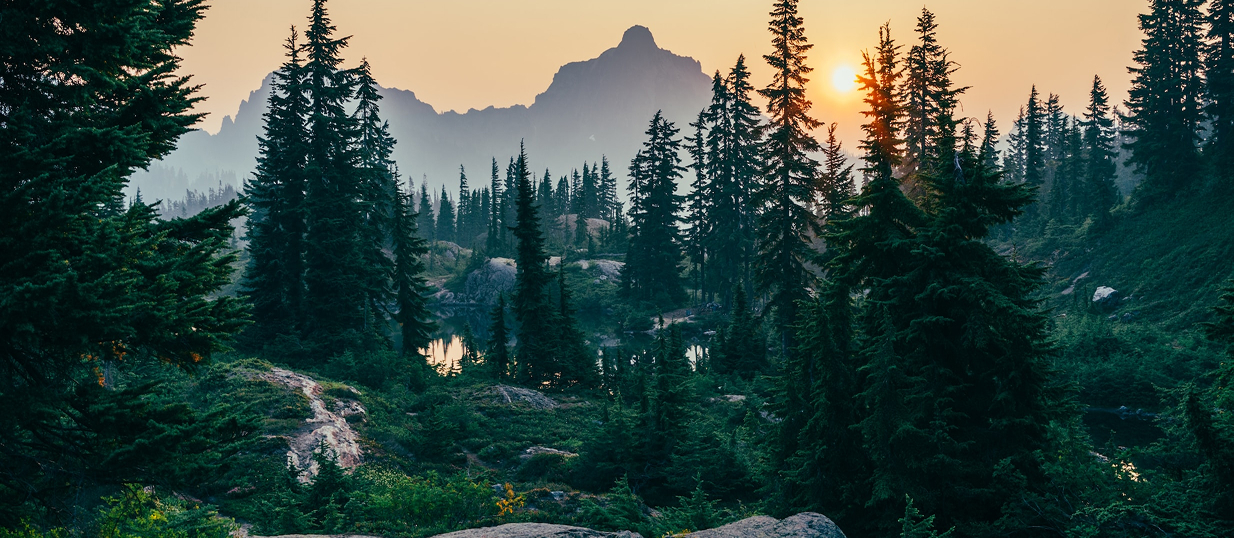 Sustainability Forest Landscape